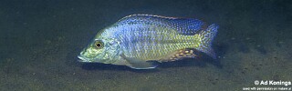 Lethrinops sp. &#39;longipinnis ntekete&#39; Ntekete