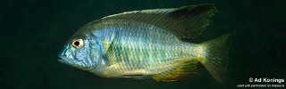Lethrinops sp. &#39;macrochir mumbo&#39; Mumbo Island