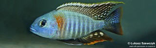 Lethrinops sp. &#39;mbasi&#39; (unknown locality)