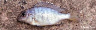 Lethrinops sp. &#39;yellow tail&#39; South East Arm