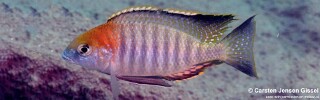 Lethrinops turneri Lethrinops sp. &#39;red cap tsano&#39;