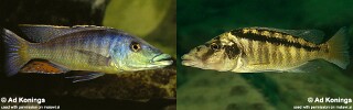 Lichnochromis