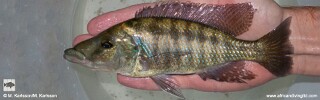 Lichnochromis acuticeps &#39;Nkanda&#39;