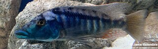 Lichnochromis acuticeps &#39;Nkhata Bay&#39;