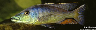 Lichnochromis acuticeps (unknown locality)