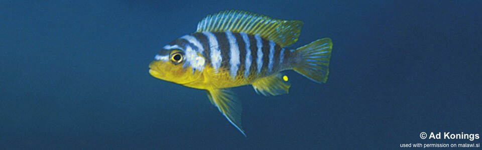 Maylandia aurora 'Tumbi Point'<br><font color=gray>Metriaclima aurora 'Tumbi Point'</font>