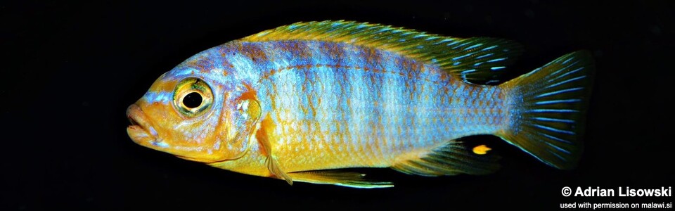 Maylandia aurora (unknown locality)<br><font color=gray>Metriaclima aurora (unknown locality)</font>