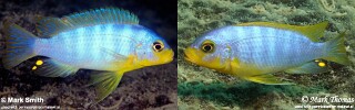 Maylandia aurora Metriaclima aurora