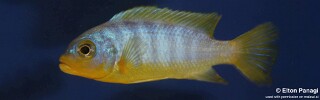 Maylandia aurora &#39;Metangula&#39; Metriaclima aurora &#39;Metangula&#39;