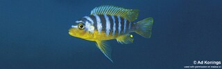 Maylandia aurora &#39;Tumbi Point&#39; Metriaclima aurora &#39;Tumbi Point&#39;