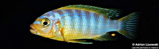 Maylandia aurora (unknown locality) Metriaclima aurora (unknown locality)