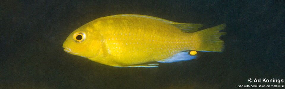 Maylandia barlowi 'Nkhudzi Headland' - Metriaclima barlowi 'Nkhudzi Headland'