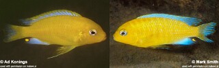 Maylandia barlowi Metriaclima barlowi