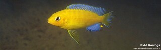 Maylandia barlowi &#39;Chidunga Rocks&#39; Metriaclima barlowi &#39;Chidunga Rocks&#39;