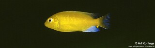 Maylandia barlowi &#39;Luwala Reef&#39; Metriaclima barlowi &#39;Luwala Reef&#39;