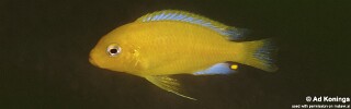 Maylandia barlowi &#39;Mbenji Island&#39; Metriaclima barlowi &#39;Mbenji Island&#39;