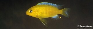 Maylandia barlowi &#39;Nankoma Island&#39; Metriaclima barlowi &#39;Nankoma Island&#39;