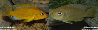 Maylandia barlowi (unknown locality) Metriaclima barlowi (unknown locality)