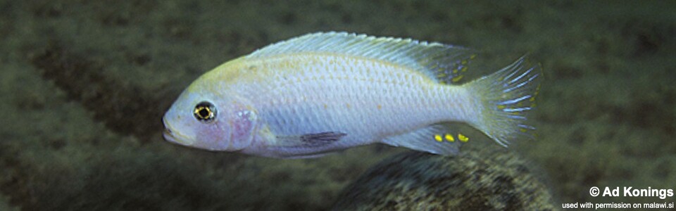 Maylandia callainos 'Nkanda'<br><font color=gray>Metriaclima callainos 'Nkanda'</font> 
