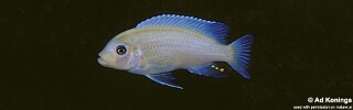 Maylandia callainos &#39;Chewere&#39; Metriaclima callainos &#39;Chewere&#39;