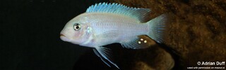 Maylandia callainos &#39;Ndonga&#39; Metriaclima callainos &#39;Ndonga&#39;