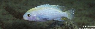 Maylandia callainos &#39;Nkanda&#39; Metriaclima callainos &#39;Nkanda&#39;