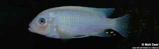 Maylandia callainos &#39;Ruarwe&#39; Metriaclima callainos &#39;Ruarwe&#39;