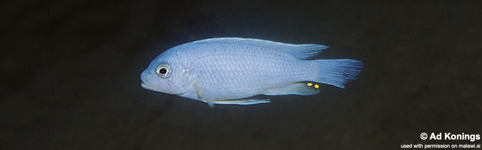 Maylandia chrysomallos 'Narungu'<br><font color=gray>Metriaclima chrysomallos 'Narungu'</font> 
