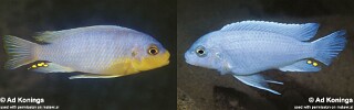 Maylandia chrysomallos Metriaclima chrysomallos
