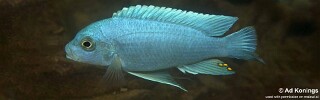 Maylandia chrysomallos &#39;Chiofu&#39; Metriaclima chrysomallos &#39;Chiofu&#39;