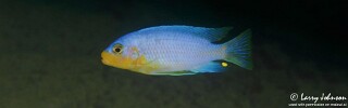 Maylandia chrysomallos &#39;Malopa&#39; Metriaclima chrysomallos &#39;Malopa&#39;