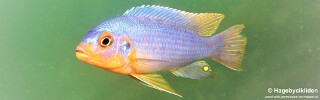 Maylandia chrysomallos &#39;Masinje&#39; Metriaclima chrysomallos &#39;Masinje&#39;