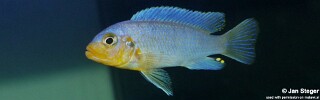 Maylandia chrysomallos &#39;Nametumbwe&#39; Metriaclima chrysomallos &#39;Nametumbwe&#39;