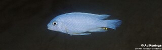 Maylandia chrysomallos &#39;Narungu&#39; Metriaclima chrysomallos &#39;Narungu&#39;