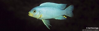 Maylandia chrysomallos &#39;Ntekete&#39; Metriaclima chrysomallos &#39;Ntekete&#39;