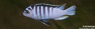 Maylandia cyneusmarginata &#39;Nkhomo Reef&#39; Metriaclima cyneusmarginatum &#39;Nkhomo Reef&#39;
