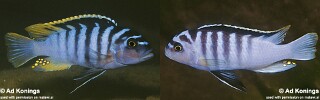 Maylandia cyneusmarginata Metriaclima cyneusmarginatum