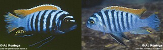 Maylandia emmiltos Metriaclima emmiltos