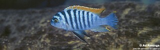 Maylandia emmiltos &#39;Luwino Reef&#39; Metriaclima emmiltos &#39;Luwino Reef&#39; Red Top Zebra