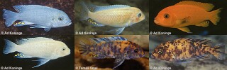 Maylandia estherae &#39;Minos Reef&#39; Metriaclima estherae &#39;Minos Reef&#39;