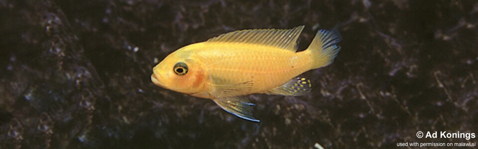 Maylandia estherae 'Chilucha Reef' - Metriaclima estherae 'Chilucha Reef'