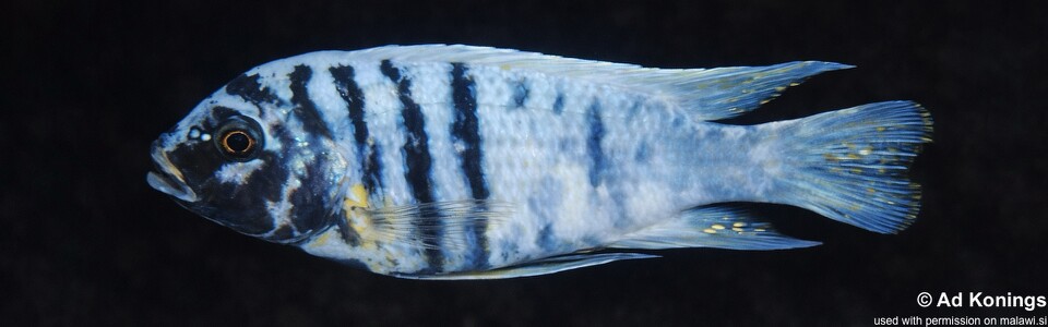 Maylandia fainzilberi 'Thumbi Point'<br><font color=gray>Metriaclima fainzilberi 'Thumbi Point'</font>
