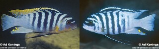 Maylandia fainzilberi Metriaclima fainzilberi Metriaclima sp. &#39;zebra chilumba&#39; <br>