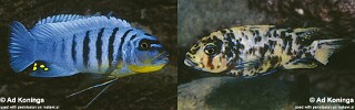 Maylandia fainzilberi &#39;Charo&#39; Metriaclima fainzilberi &#39;Charo&#39;