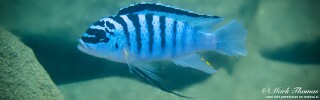 Maylandia fainzilberi &#39;Chewere&#39; Metriaclima fainzilberi &#39;Chewere&#39; Metriaclima sp. &#39;zebra chilumba&#39; Chewere