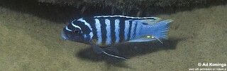 Maylandia fainzilberi &#39;Chitimba Bay&#39; Metriaclima fainzilberi &#39;Chitimba Bay&#39;