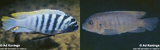 Maylandia fainzilberi &#39;Higga Reef&#39; Metriaclima fainzilberi &#39;Higga Reef&#39;