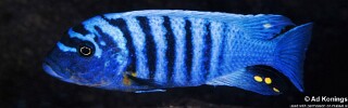 Maylandia fainzilberi &#39;Kakusa&#39; Metriaclima fainzilberi &#39;Kakusa&#39;