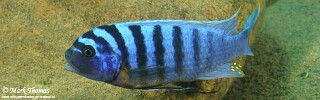 Maylandia fainzilberi &#39;Lifuma&#39; Metriaclima fainzilberi &#39;Lifuma&#39;