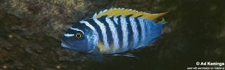 Maylandia fainzilberi &#39;Liuli&#39; Metriaclima fainzilberi &#39;Liuli&#39;